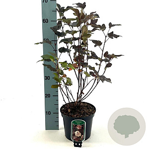 Physocarpus opulif. 'Diabolo' 40-50 cm 3,0L