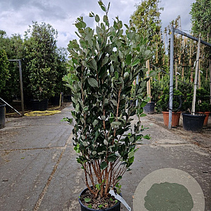 Acca sellowiana 80-100 cm 10L