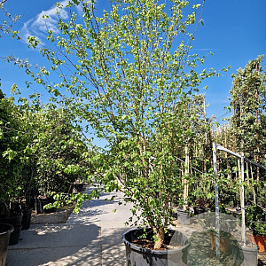 Acer buergerianum 350-400 cm container meerstammig extra