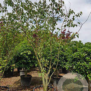 Acer davidii 350-400 cm container meerstammig