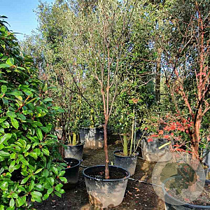 Acer griseum 250-300 cm container meerstammig
