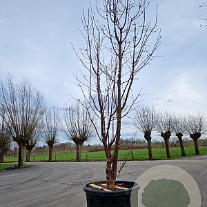 Acer griseum 250-300 cm container Multistam
