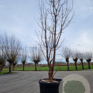 Acer griseum 250-300 cm container Multistam