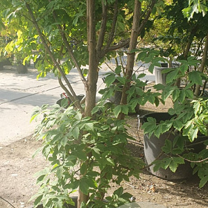 Acer griseum 300-350 cm container meerstammig