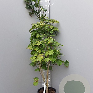 Acer japonicum 'Vitifolium' 125-150 cm container meerstammig
