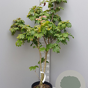 Acer japonicum 'Vitifolium' 125-150 cm container meerstammig
