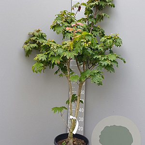 Acer japonicum 'Vitifolium' 125-150 cm container meerstammig