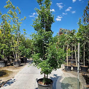 Acer monspessulanum 250-300 cm cont. 95L