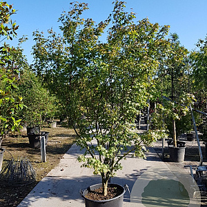 Acer palmatum 200-250 cm container meerstammig extra
