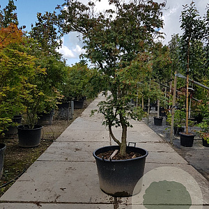 Acer palmatum 200-250 cm container solitair