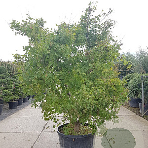 Acer palmatum 250-300 cm container meerstammig Bladkleur