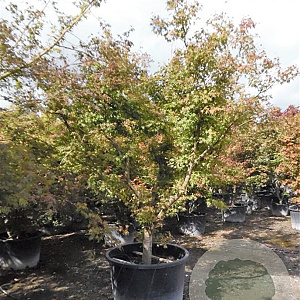 Acer palmatum 250-300 cm container Multistam