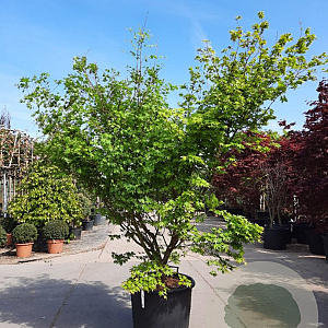 Acer palmatum 250-300 cm container Multistam