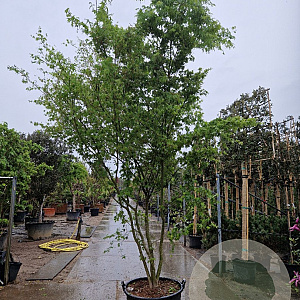 Acer palmatum 300-350 cm container meerstammig