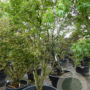 Acer palmatum 300-350 cm container solitair meerstammig