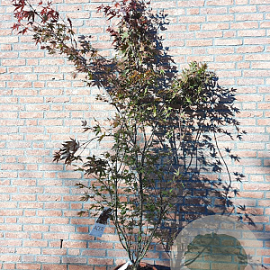 Acer pal. 'Atropurpureum' 150-175 cm 15L