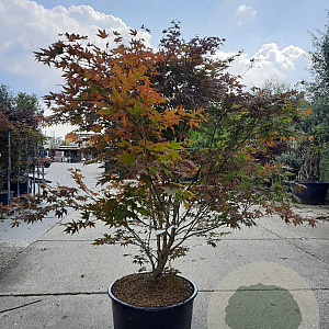 Acer pal. 'Atropurpureum' 160-180 cm cont. 90L solitair