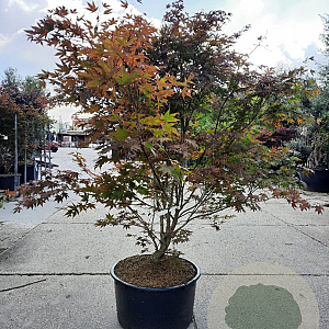 Acer pal. 'Atropurpureum' 160-180 cm cont. 90L solitair