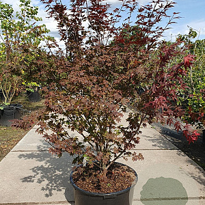 Acer pal. 'Atropurpureum' 160-180 cm cont. 90L solitair