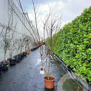 Acer pal. 'Atropurpureum' 175-200 cm 15L