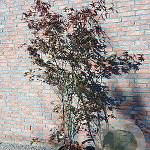 Acer pal. 'Atropurpureum' 175-200 cm 15L
