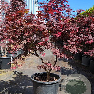 Acer pal. 'Bloodgood' 80-100 cm container