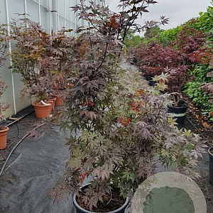 Acer pal. 'Bloodgood' 100-125 cm container meerstammig
