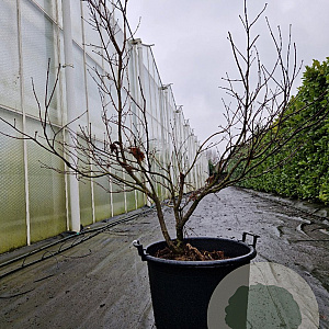 Acer pal. 'Bloodgood' 100-125 cm container multiplateau