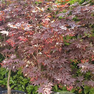 Acer pal. 'Bloodgood' 125-150 cm container meerstammig