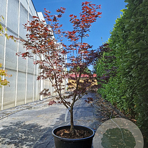 Acer pal. 'Bloodgood' 125-150 cm container meerstammig