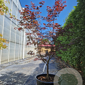 Acer pal. 'Bloodgood' 125-150 cm container meerstammig
