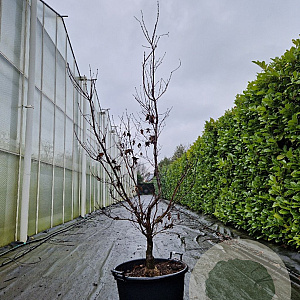Acer pal. 'Bloodgood' 150-175 cm container meerstammig