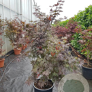 Acer pal. 'Bloodgood' 175-200 cm container meerstammig