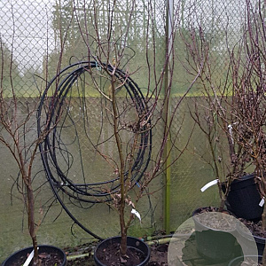 Acer pal. 'Bloodgood' 175-200 cm container meerstammig