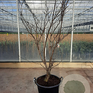 Acer pal. 'Bloodgood' 175-200 cm container meerstammig