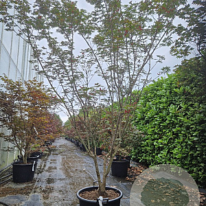 Acer pal. 'Bloodgood' 200-250 cm container meerstammig
