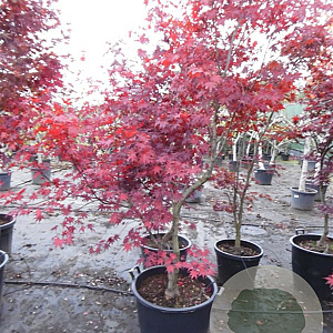 Acer pal. 'Bloodgood' 200-250 cm container meerstammig