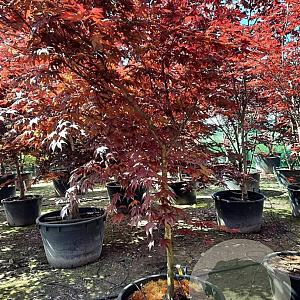 Acer pal. 'Bloodgood' 200-250 cm container meerstammig
