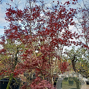 Acer pal. 'Bloodgood' 450-500 cm container solitair