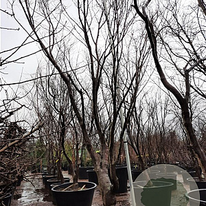 Acer pal. 'Bloodgood' 450-500 cm container solitair