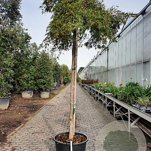 Acer pal. 'Dissectum' 200 cm stam container 20-25 leiboom