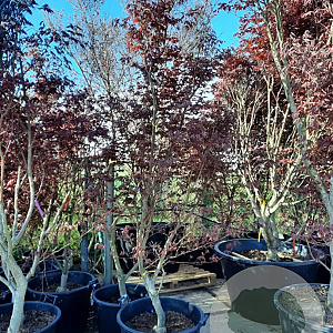 Acer pal. 'Fireglow' 200-250 cm container meerstammig