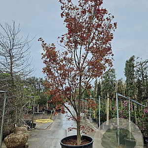 Acer pal. 'Fireglow' 350-400 cm container solitair 2-3 tak