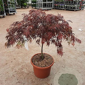 Acer pal. 'Garnet' 60-80 cm 15L