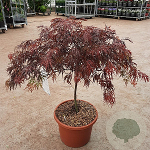 Acer pal. 'Garnet' 60-80 cm 15L