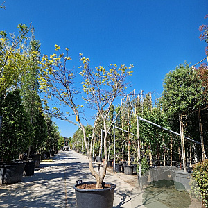 Acer pal. 'Osakazuki' 250-300 cm container meerstammig