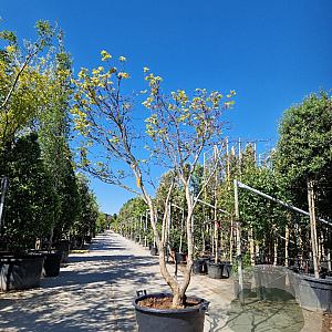 Acer pal. 'Osakazuki' 250-300 cm container meerstammig