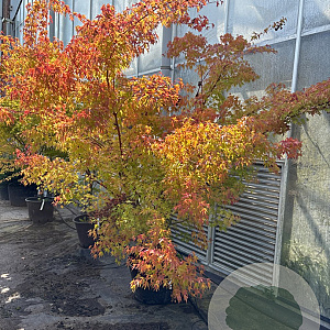 Acer pal. 'Sangokaku' 200-250 cm 45L meerstammig solitair