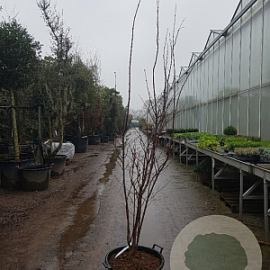 Acer pal. 'Shojo-nomura' 200-250 cm container meerstammig