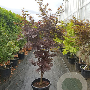 Acer pal. 'Shojo-nomura' 200-250 cm container meerstammig